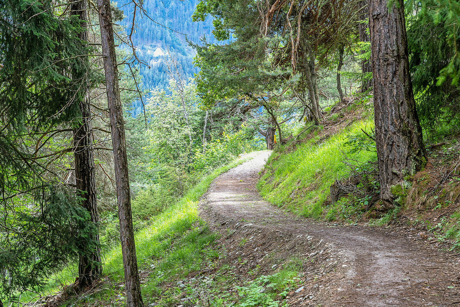 Il tracciato appena consolidato si snoda nel bosco. 