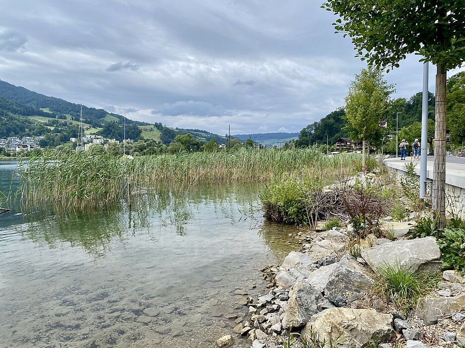 Canne, arbusti e pietre offrono nuovi habitat.