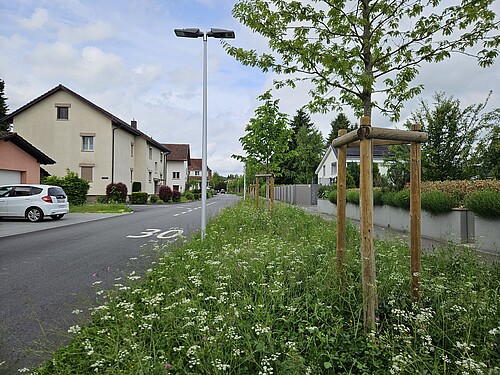 La natura fiorisce lungo l’Eisengrubenweg a Zofingen (AG).