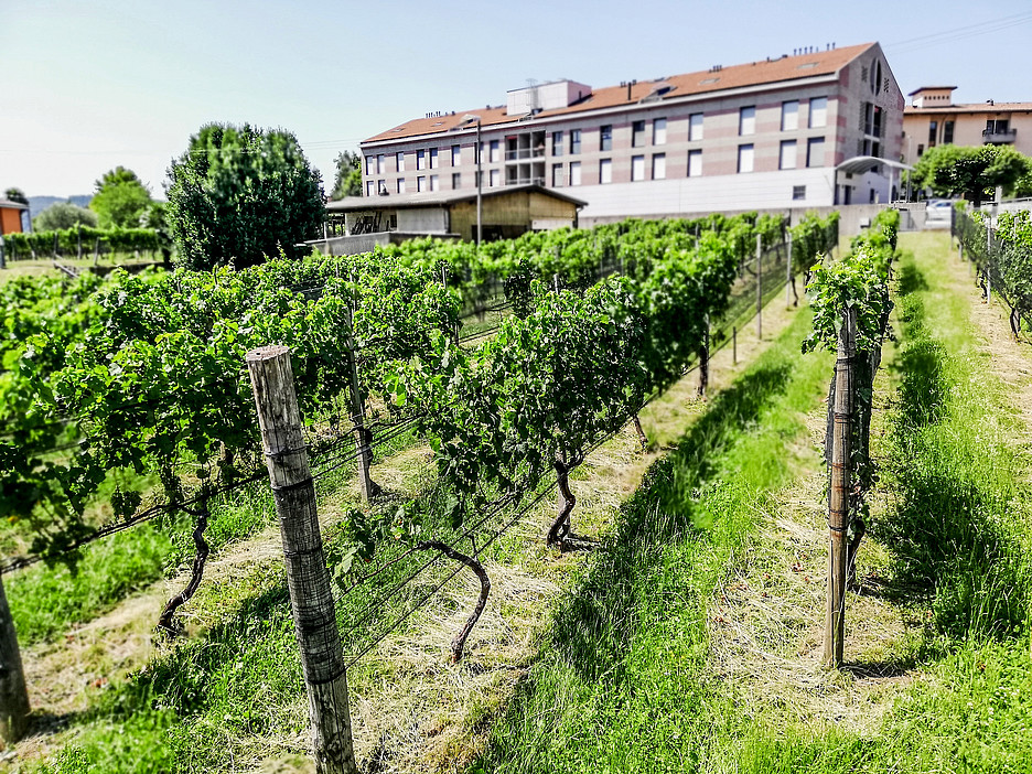 I vigneti nei pressi del centro storico di Morbio Inferiore offrono una superficie di importanti dimensioni per la conservazione della biodiversità.